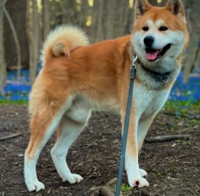 7 Best Akita Breeders in Texas!