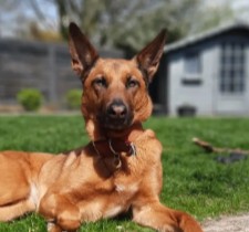 PuppySpot's Belgian Malinois Puppies For Wisconsin