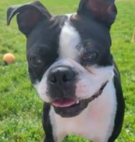 PuppySpot's Boston Terriers For Mississippi
