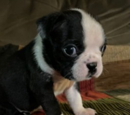 PuppySpot's Boston Terriers For New Mexico