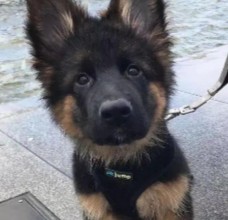 PuppySpot's German Shepherds For Rhode Island
