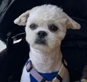 PuppySpot's Maltese Puppies For New Hampshire
