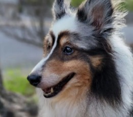 PuppySpot's Shelties For Mississippi