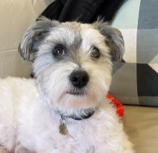 PuppySpot's Shih Tzu Puppies For North Dakota