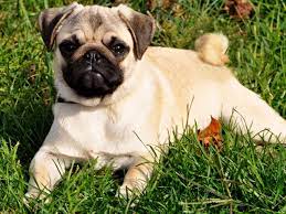 River Hill Pugs