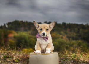 Riverside Corgis