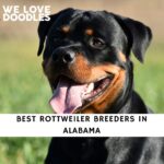 Rottweiler Breeders in Alabama