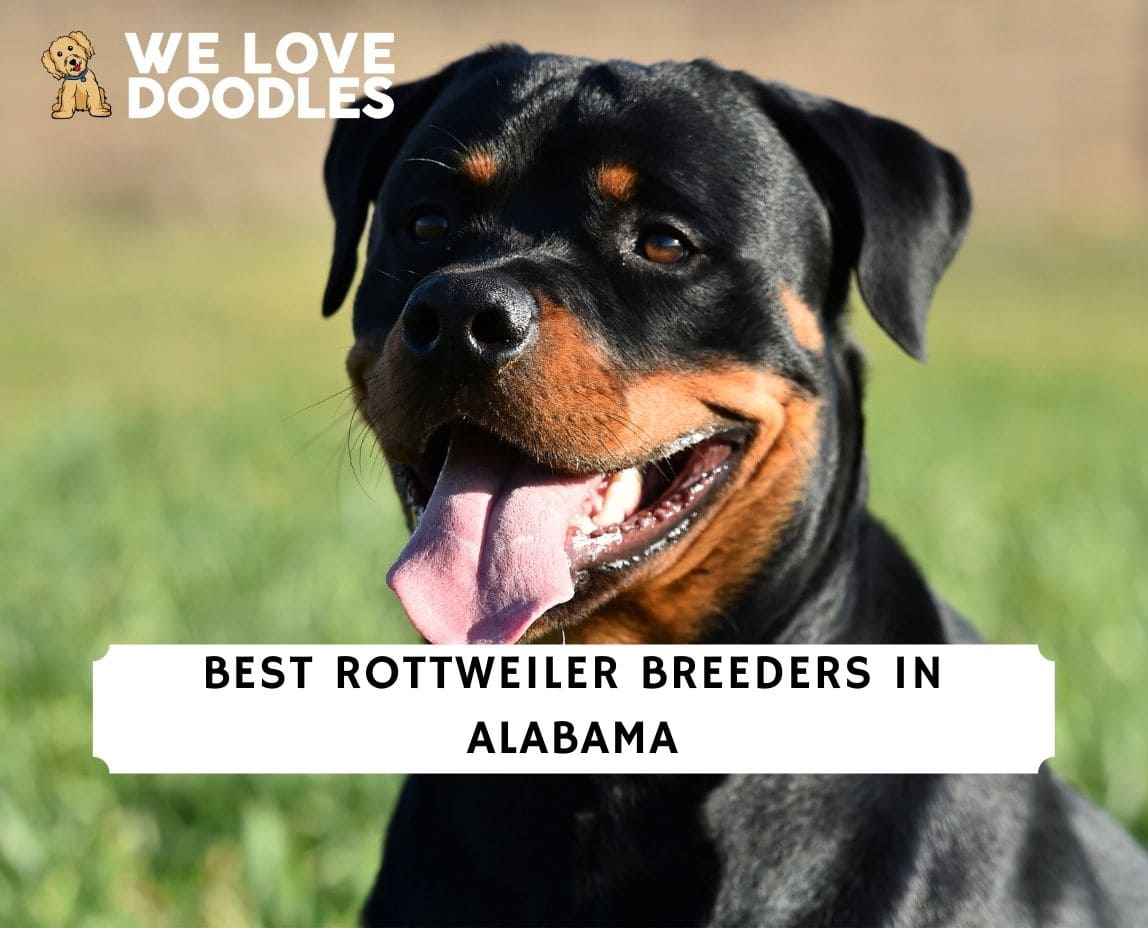 7 Best Rottweiler Breeders in Alabama! (2023) - We Love Doodles