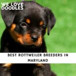 Rottweiler Breeders in Maryland