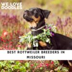 Rottweiler Breeders in Missouri