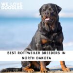 Rottweiler Breeders in North Dakota