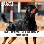 Rottweiler Breeders in Tennessee