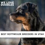 Rottweiler Breeders in Utah