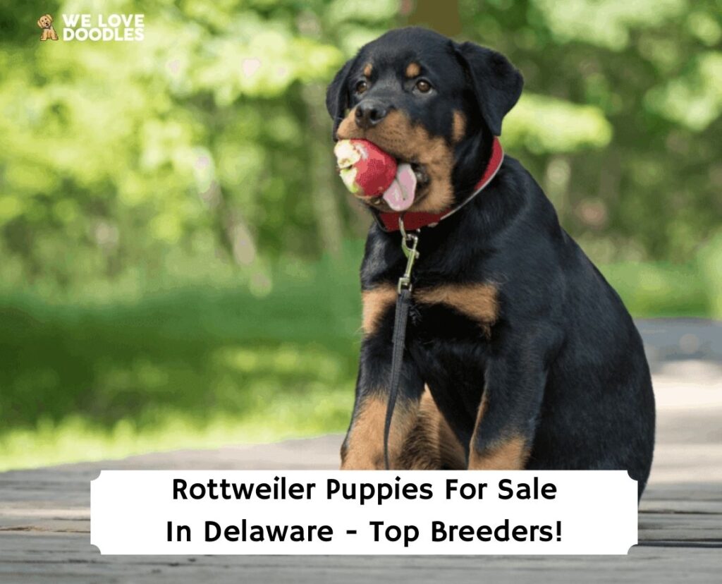 how to choose a rottweiler breeder