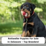 Rottweiler-Puppies-For-Sale-In-Delaware-Top-Breeders-template