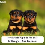 Rottweiler-Puppies-For-Sale-In-Georgia-Top-Breeders-template