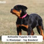 Rottweiler-Puppies-For-Sale-In-Mississippi-Top-Breeders-template