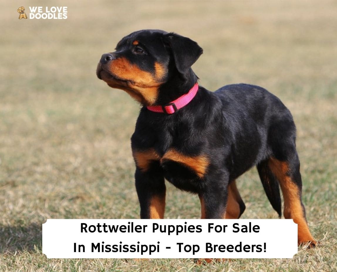 Rottweiler Puppies in Mississippi: Top 3 Breeders! - We Love Doodles