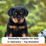 Rottweiler-Puppies-For-Sale-In-Nebraska-Top-Breeders-template.