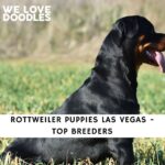 Rottweiler Puppies Las Vegas