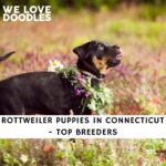 Rottweiler Puppies in Connecticut