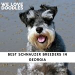 Schnauzer Breeders in Georgia