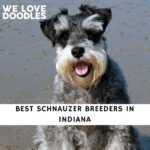 Schnauzer Breeders in Indiana