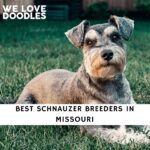 Schnauzer Breeders in Missouri