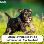 Schnauzer-Puppies-For-Sale-In-Mississippi-Top-Breeders-template