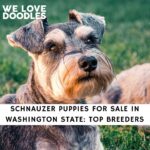 Schnauzer Puppies For Sale in Washington State