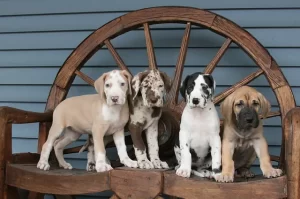 Schwieterman Great Danes 