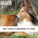 Sheltie Breeders in Iowa