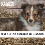 Sheltie Breeders in Missouri