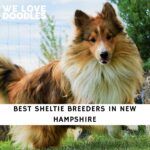 Sheltie Breeders in New Hampshire