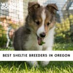 Sheltie Breeders in Oregon