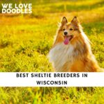 Sheltie Breeders in Wisconsin