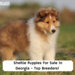 Sheltie-Puppies-For-Sale-In-Georgia-Top-Breeders-template