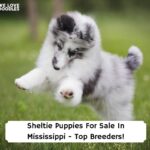 Sheltie-Puppies-For-Sale-In-Mississippi-Top-Breeders-template-template