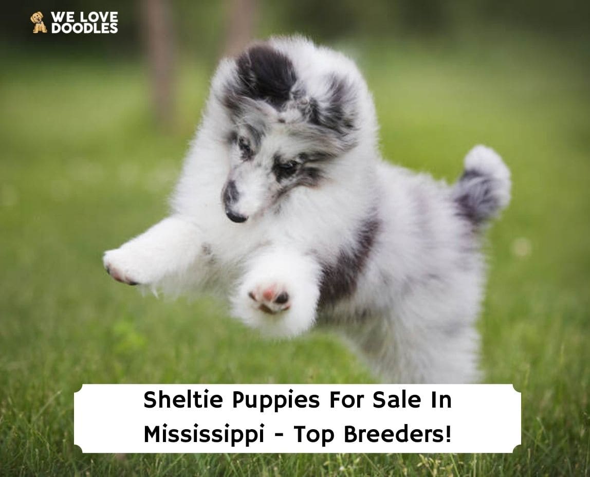 Sheltie Puppies in Mississippi Top 5 Breeders! (2024) We Love Doodles
