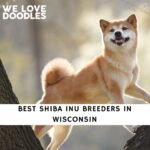 Shiba Inu Breeders in Wisconsin