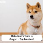 Shiba-Inu-For-Sale-In-Oregon-Top-Breeders-template