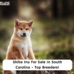 Shiba-Inu-For-Sale-In-South-Carolina-Top-Breeders-template