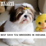 Shih Tzu Breeders in Indiana