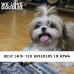 Shih Tzu Breeders in Iowa