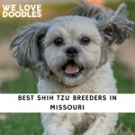 Shih Tzu Breeders in Missouri