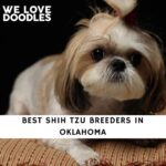 Shih Tzu Breeders in Oklahoma