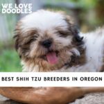 Shih Tzu Breeders in Oregon