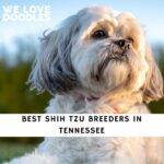 Shih Tzu Breeders in Tennessee