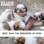 Shih Tzu Breeders in Utah