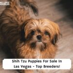 Shih-Tzu-Puppies-For-Sale-In-Las-Vegas-Top-Breeders-template